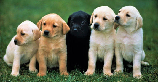 COMMENT FAIRE DU CAMPING AVEC UN CHIEN - Camping Vacances
