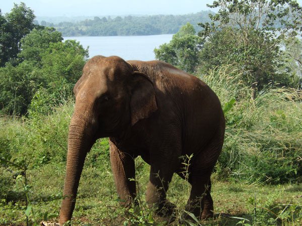 L'ELEPHANT QUE J'AIME - Camping Vacances