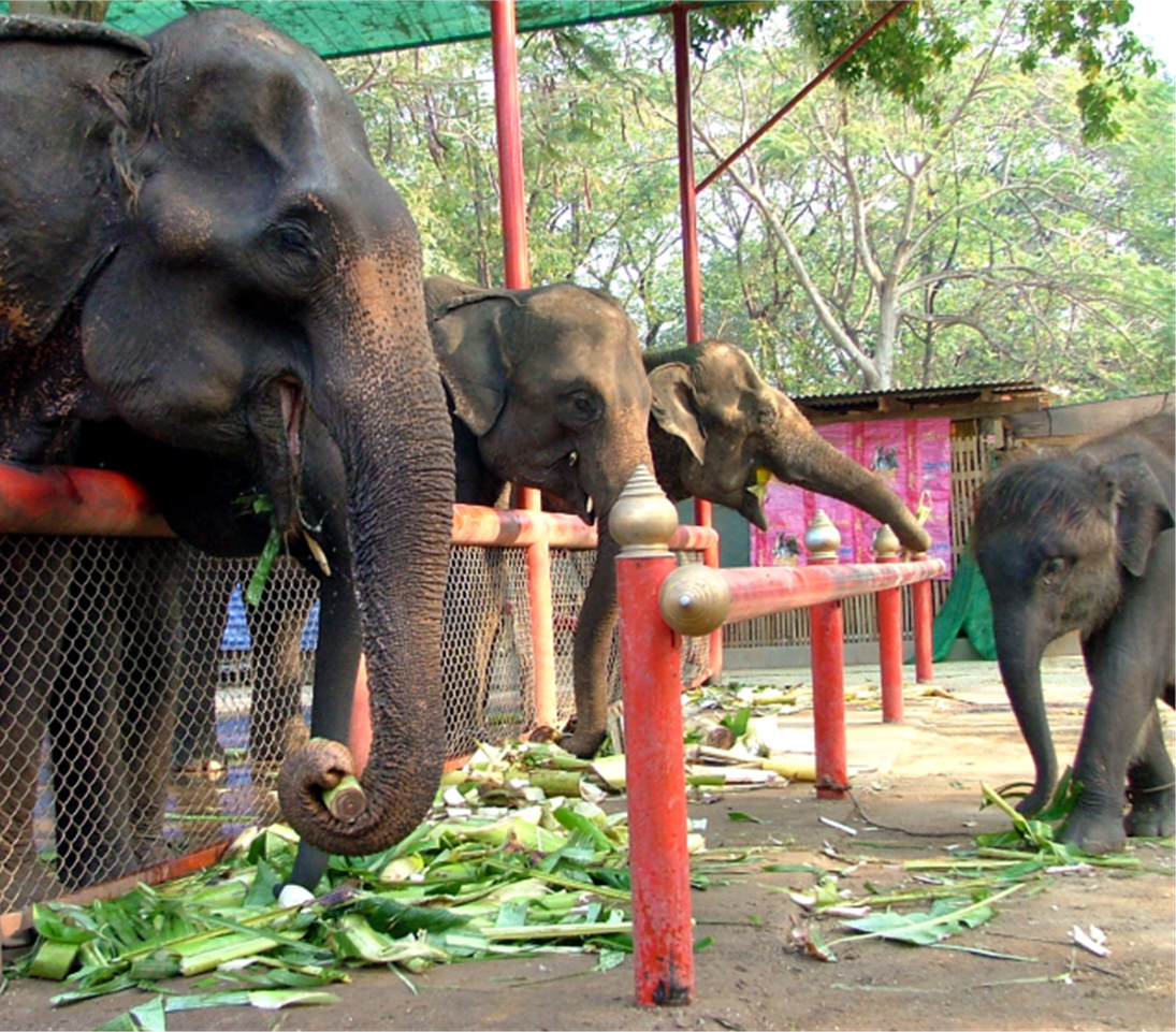 LETTRES DE THAILANDE - Camping Vacances