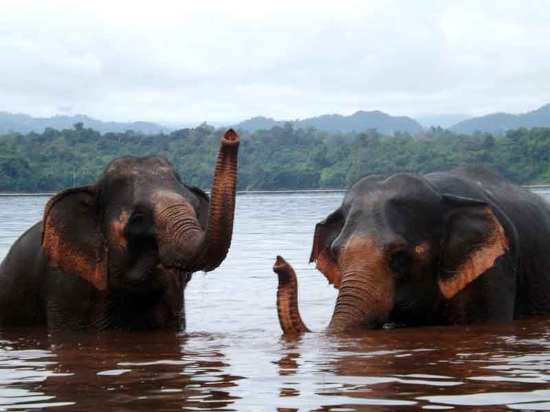 MA FAMILLE, MES ELEPHANTS ET MOI - Camping Vacances