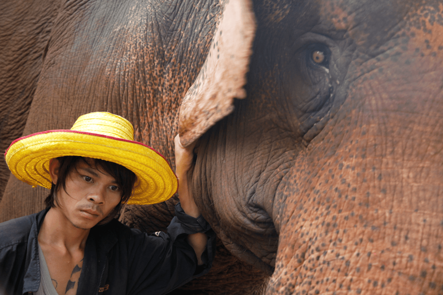 MA FAMILLE, MES ELEPHANTS ET MOI - Camping Vacances