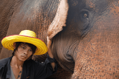 MA FAMILLE, MES ELEPHANTS ET MOI - Camping Vacances