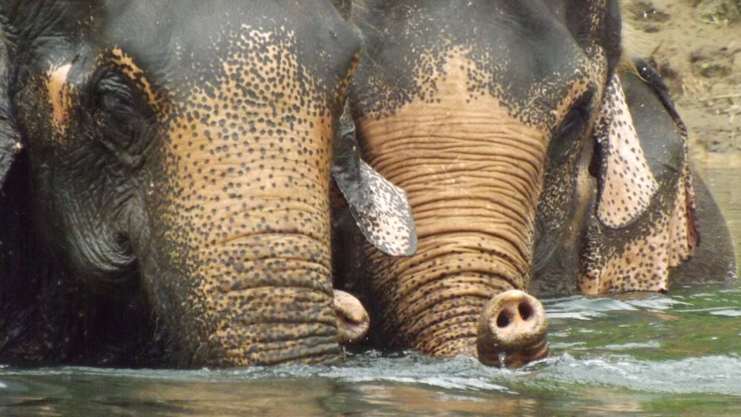 MA FAMILLE, MES ELEPHANTS ET MOI - Camping Vacances