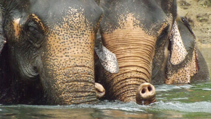 MA FAMILLE, MES ELEPHANTS ET MOI - Camping Vacances